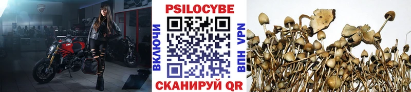 Псилоцибиновые грибы Psilocybe  Кировск 
